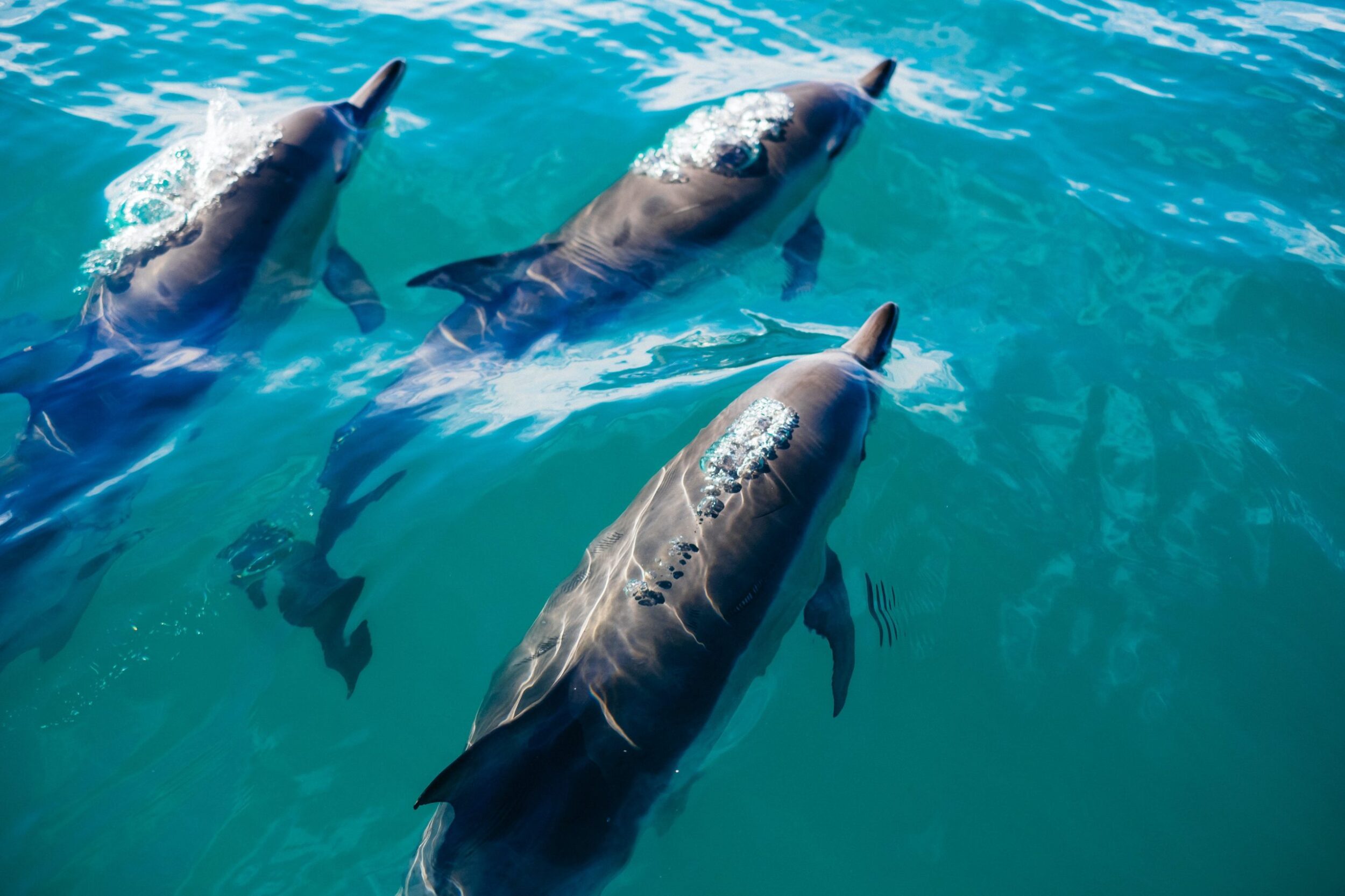 THree dolphins swimming in blue water at Kaikoura