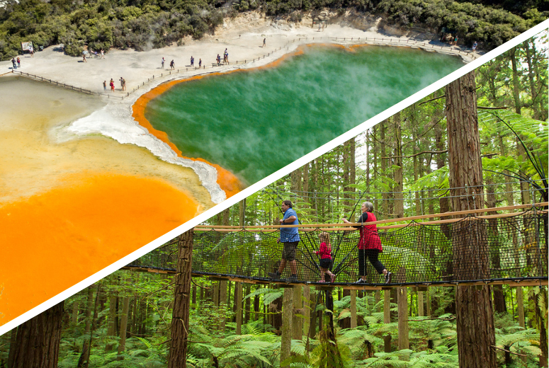 Wai-O-Tapu & Redwoods Treewalk Rotorua Tour from Auckland